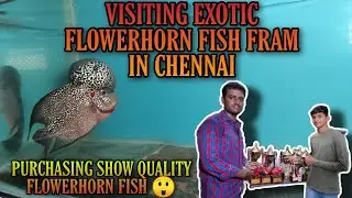 visiting exotic flowerhorn fish farm in chennai |and purchasing an show quality flower horn fish 😲