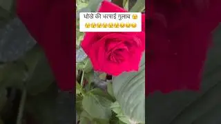 #gardening#viral#youtubeshorts#terracegardenindia#trending#minivlog#humen#daheliya#rose#garden