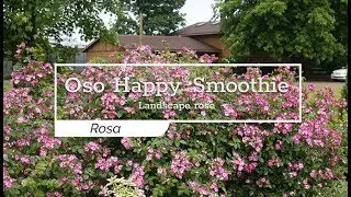 30 Seconds with Oso Happy&reg; Smoothie Rose
