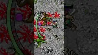Tibia Monk Lvl 20 2 draggys + heal atk #tibia #monk #tibiamonk #mmorpg #tibiaglobal