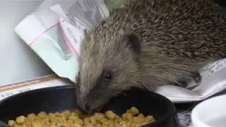 The dangers of bonfires for hedgehogs