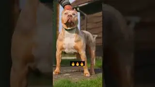 pitbull dog status video 🔥❤️🔥🔥#shorts #dogs #trending