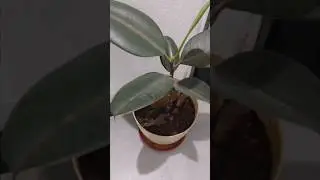 Rubber plant care tips #shorts #ytshorts #trending #rubbertreeplant #plants #caretips #love #flute