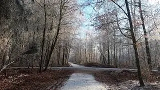 Silent Winter Forest Walk ❄️ Frost-covered Trees & Clear Blue Sky | Pure Nature Ambience