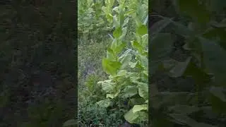 Have a rainy days. Growing smoking tobacco 2023 July 21.