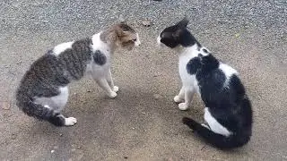 قتال القطط مع الأصوات المخيفة 🦊🐱🐆