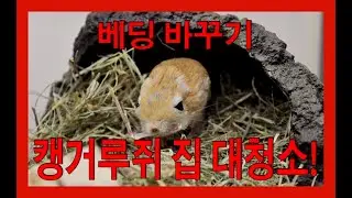 [쥐림주의보-EP.12]캥거루쥐(Lesser jerboa)집청소를 해주었다. 최고의 베딩은 무엇일까?Jaculus jaculus