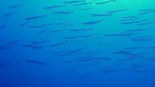 Sphyraena guachancho (Guachanche barracuda)