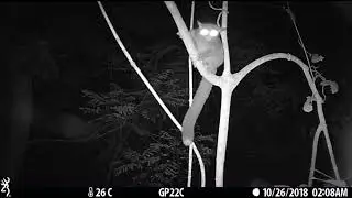 Camera Trap Video 057 / Southern Needle-clawed Galago