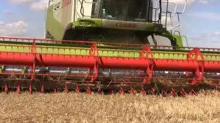 Bolting rabbits at harvest time