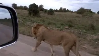 Male lion patrolling his new massive territory