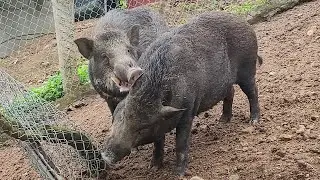 Female Pig Wants To Love But Angry Male Pig Refuses
