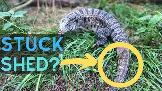 HUGE Shedding Problem You Actually Never Had!