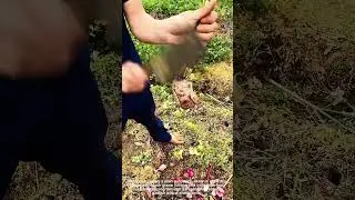 Sharp Knife Cuts Vibrant Garden Radish Outdoors