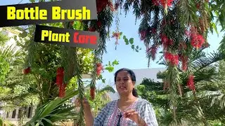 Grow Beautiful Bottle Brush Plants Easily | Essential Tips for Plant Care