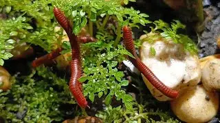 The Social Secret: Unraveling the Incredible Millipede Colony Behavior #SocialMillipedes  