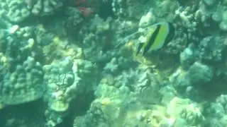 Pennant Fish or Kihi Kihi
