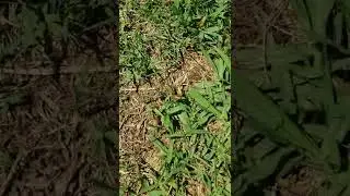 Nature Nuts- Advice to Bugs: Do NOT Camouflage Yourself as a Sunflower Seed. Plus Schnauzers!