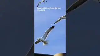Sudad Dartash 23/6/2025 #fotografia #music #cinema #birds ##nature