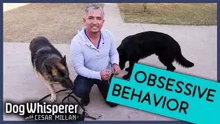Собака не перестаёт гоняться за тенями! 👀 | Собачий переводчик с Сезаром Милланом