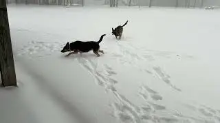 Dog Play in Rare Snow in New Bern, NC 1-31-2026