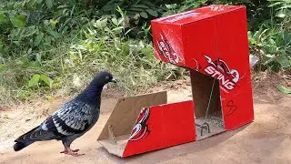 New ! Best Cardboard Box Bird Trap - Easy Unique Pigeon Trap Make From Paper Box