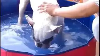 PVC Outdoor Pool Folding Dog Pool with Drain Plug