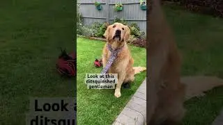 He&rsquo;s wearing a tie to impress you 🥰 #goldenretriever #dogs #dog #pets #shorts