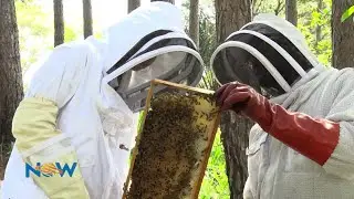 World Bee Day