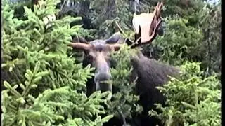 Gouthro's Moose Madness Series Overview