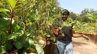 A Tour Of My Small Urban Farm In Kampala city, Uganda