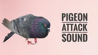 Black Pigeon To Black Pigeon Sound Effect || Pigeon Attack Sound || Black Pigeon