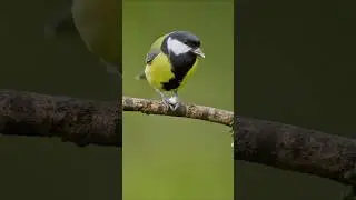 Wildlife birds.Great tit (Parus major) eating. #birds
