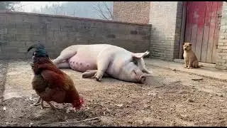 家庭闹剧，鸡有欺负猪了