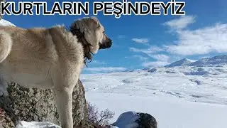 DAĞDA 5 KÖPEKLE KURTLARI ARAMAYA ÇIKTIK !!! KAR ÜSTÜNDE SICAK ÇAY #wolf #kangal #akkaraman#doğa 