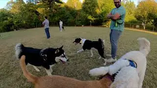 Dog Park TV I fell behind on posting, this is some content from October. Working on catching up.