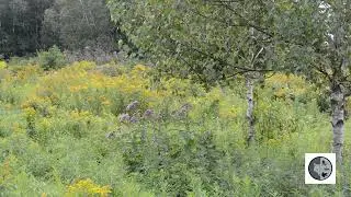 La nature simplement-Verge d'or du Canada/Simply Nature-Canada Goldenrod