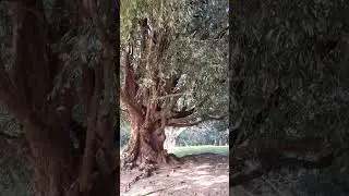 Iron tree in the Kandy Botanical Garden / Железное дерево в ботаническом саду Канди