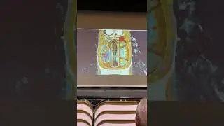 #короткометражныефильмы Royal Caribbean Vision of the Seas: тизер-трейлер Royal Caribbean!