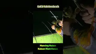 Mancing Malam DiSerang Ikan Babon - Kalaan Riam Kanan #v&iacute;deoviral #mancing