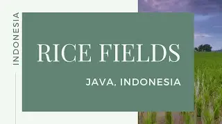 Rice Farming in Java, Indonesia #shorts
