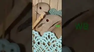 Eurasian Collared Dove Successful Captive Breed In Bangladesh @HASSANAVES #bird #animals #dove