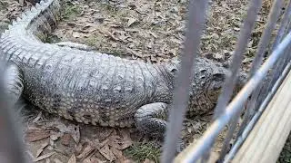 Morelet's Crocodile Makes Bluff Charge