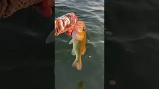 Nothing beats getting the skunk off: Ohio Bass Fishing!