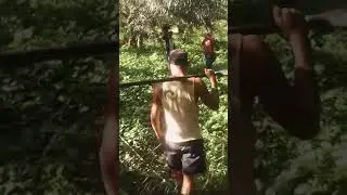 trabajando en la palma de Pucallpa ocho sur