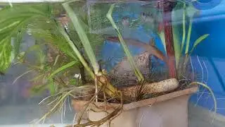 Libangan..#fishkeepinghobby #fishkeepingcommunity 