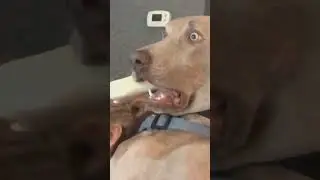 #funny #trending #shorts #Captionthis #Scaredydog