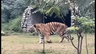 Gorakhpur Chidiya Ghar Vlog 🦁 | Animals, Fun & Full Masti