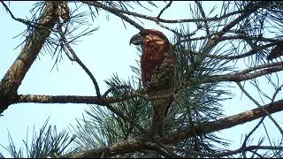 Parrot Crossbill - Loxia pytyopsittacus - Grote kruisbek / Kalmthout - Belgium / 7-2-2018