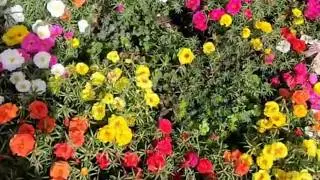 Planting moss roses and how they looked that fall after growing all summer
